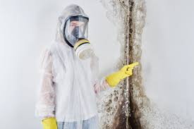 Why You Should Choose Our Mold Remediation Services in Magnolia, NJ